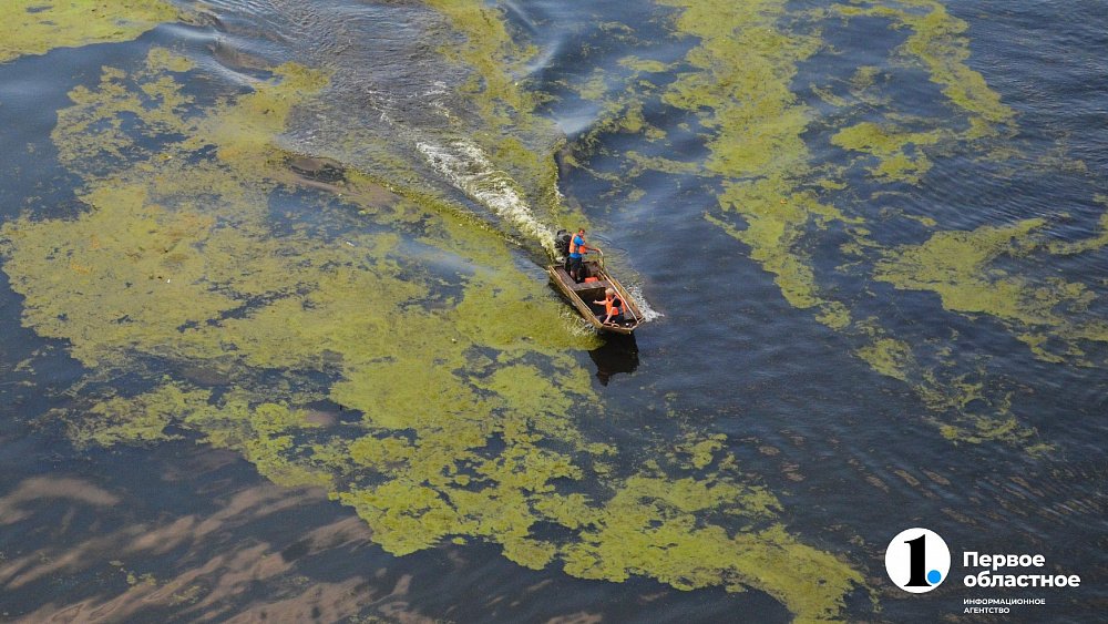 На реке Миасс в центре Челябинска  разгоняют тину