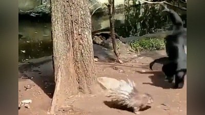 Мех и смех: неудачное знакомство, битва за место и усталость