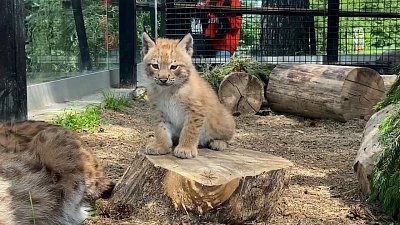 Видео с играми рысенка в Челябинском зоопарке