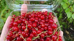 Фермеры стали выращивать больше ягод и фруктов в Челябинской области