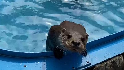 В Челябинском зоопарке сняли купание выдр