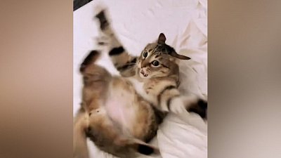 Мех и смех: неудачный прыжок, мгновенная карма и кошачья истерика