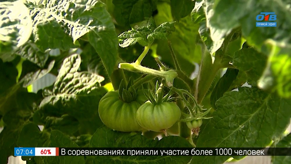 «Гном томатный» в рубрике «Руки садовода»