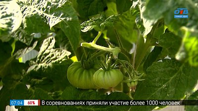 «Гном томатный» в рубрике «Руки садовода»