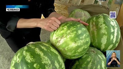 Выбираем качественный арбуз