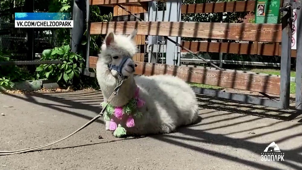 Альпака Дуся гуляет вместе с посетителями