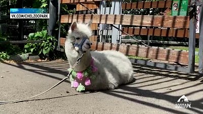 Альпака Дуся гуляет вместе с посетителями