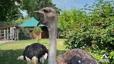 В Челябинском зоопарке спасают животных от жары