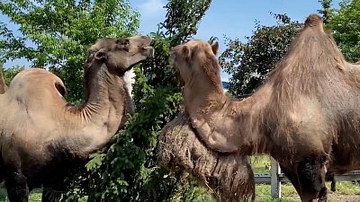 В Челябинском зоопарке устроили свидание паре верблюдов