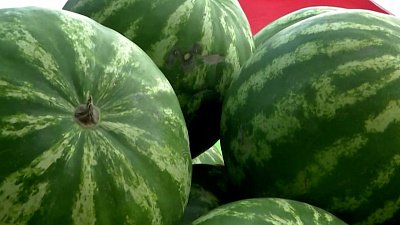 Инструкция как правильно выбирать арбуз