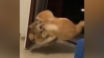 Мех и смех: уборка в шкафу, коварный друг и неудачное падение