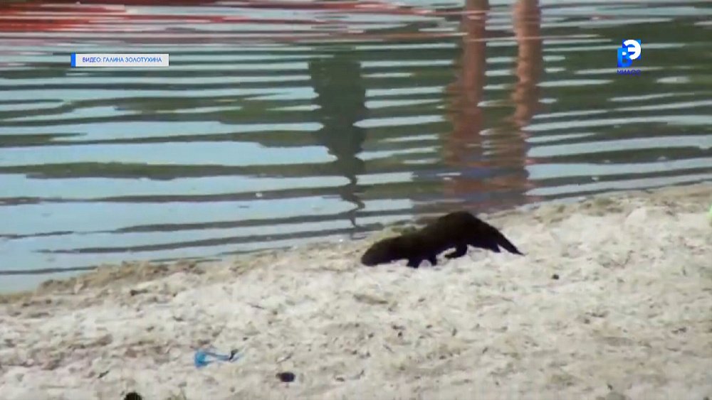 Отдыхающие на Тургояке встретили норку