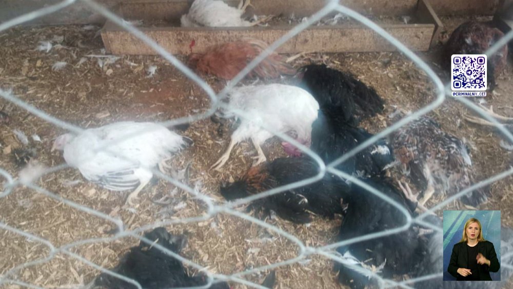 Бродячие псы убивают птиц