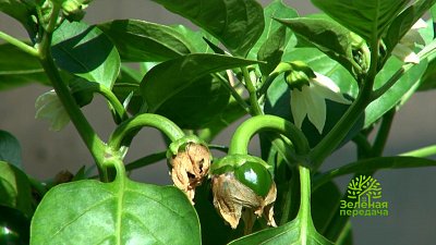 Зеленая передача 14.07.2022