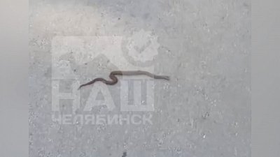 В Челябинской области жители жалуются на обилие змей