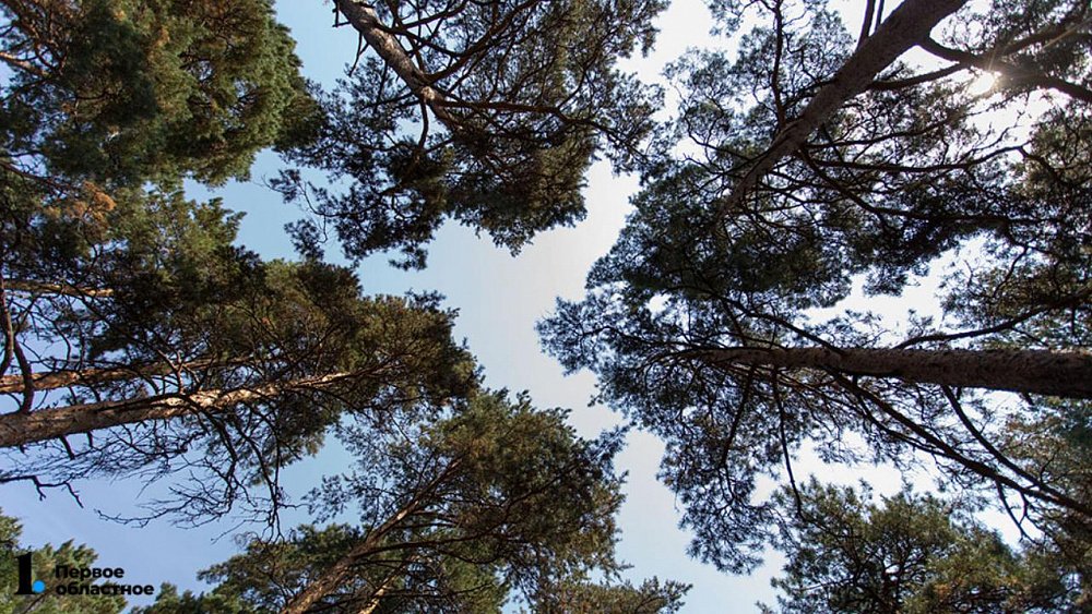 Вокруг Челябинска предложили создать «зеленый пояс» для сохранения леса от вырубки