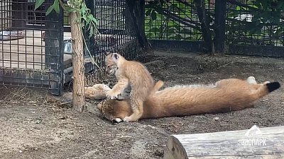 Охота рысенка из Челябинского зоопарка попала на видео
