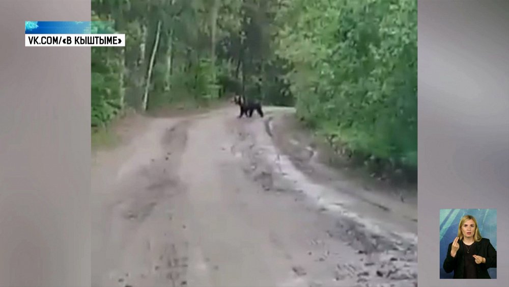 Дикие медведи гуляют по Южному Уралу