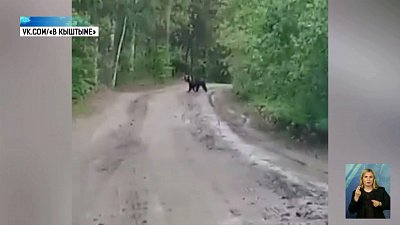 Дикие медведи гуляют по Южному Уралу