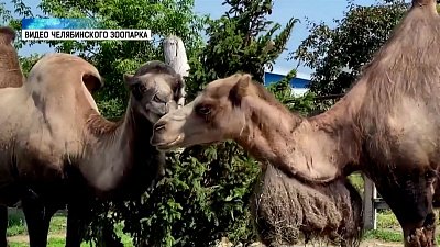 Верблюд-романтик подарил букет супруге