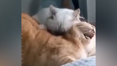 Мех и смех: ожидание нападения, взломщик и путь домой