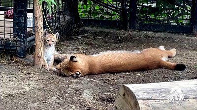 Маленький рысёнок не дает покоя родителям