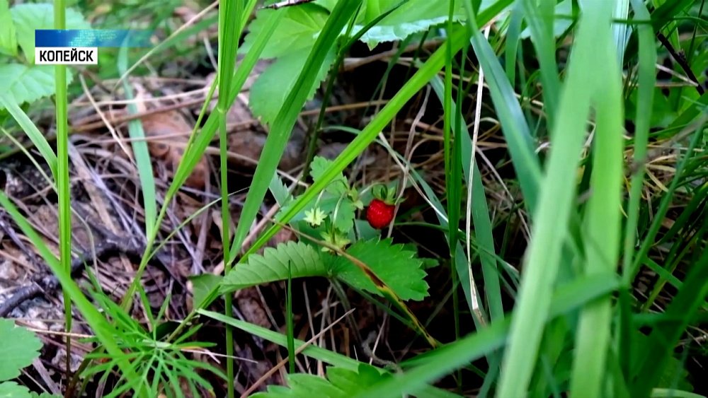 В Копейске собирают лесную землянику