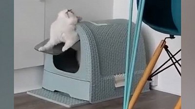 Мех и смех: украденный стакан, опасная дверца и пойманный хвост