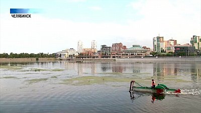 Реку Миасс в Челябинске чистят от водорослей