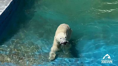 Рыбалка белых медведей в Челябинском зоопарке попала на видео