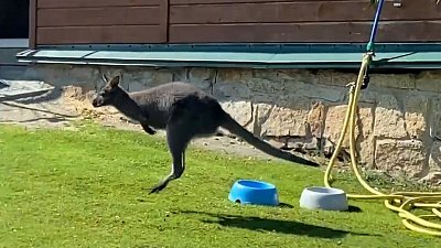 «Невидимки»-кенгуру из Челябинского зоопарка попали на видео
