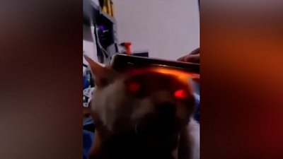 Мех и смех: нечеловеческий голод, демонический взгляд и бесовской кот