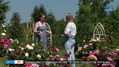 Как ухаживать за розами в сюжете «Розарий Татьяны Сунгуровой»