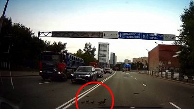 В Екатеринбурге утиное семейство остановило движение транспорта