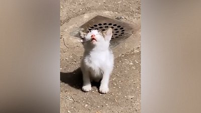 Мех и смех: аплодисменты, солнечные ванны и сладкий сон