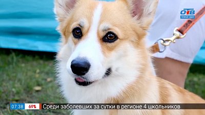 Как оценивают породы собак в сюжете «Выставка собак»