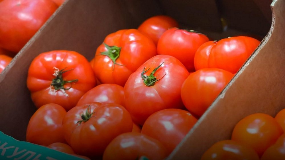 В чем главная ценность помидоров