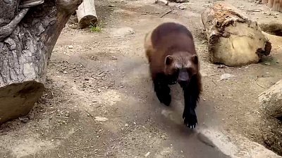 Деловая росомаха Бира из челябинского зоопарка погружена в вольерные хлопоты