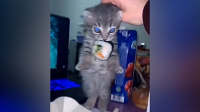 Мех и смех: любитель роллов, охотник за бумагой и свой среди чужих