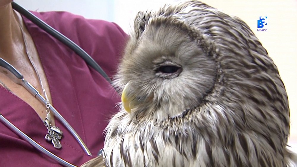 В ветеринарной клинике Миасса живет сова