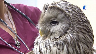 В ветеринарной клинике Миасса живет сова