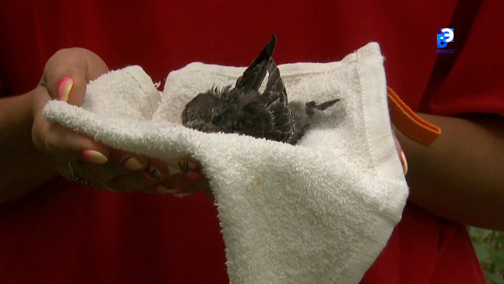 Жительница Миасса приютила в квартире стрижа