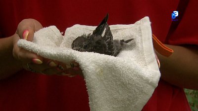 Жительница Миасса приютила в квартире стрижа