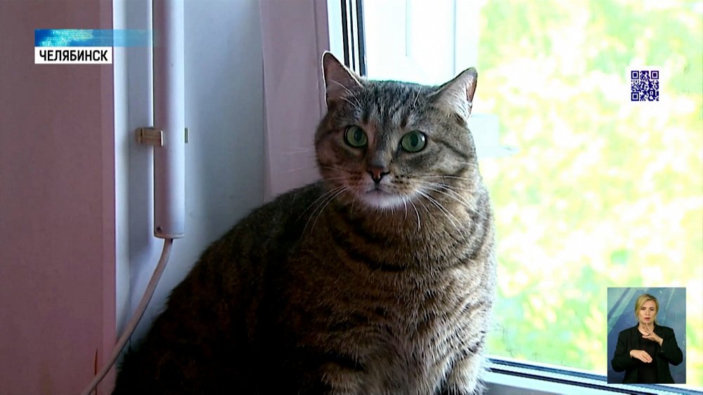 Почему кошки прыгают из окон и как им помочь?