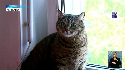 Почему кошки прыгают из окон и как им помочь?