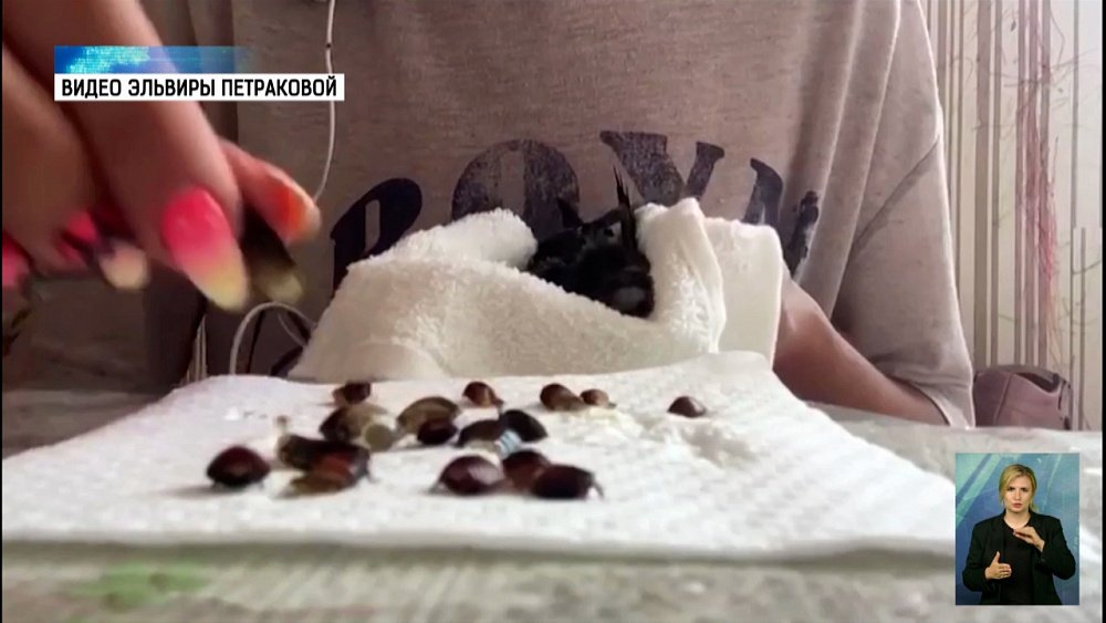 Жительница Миасса приютила в квартире стрижа