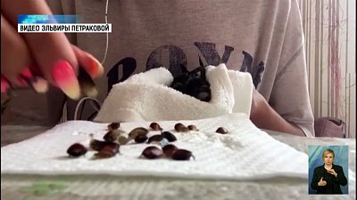 Жительница Миасса приютила в квартире стрижа