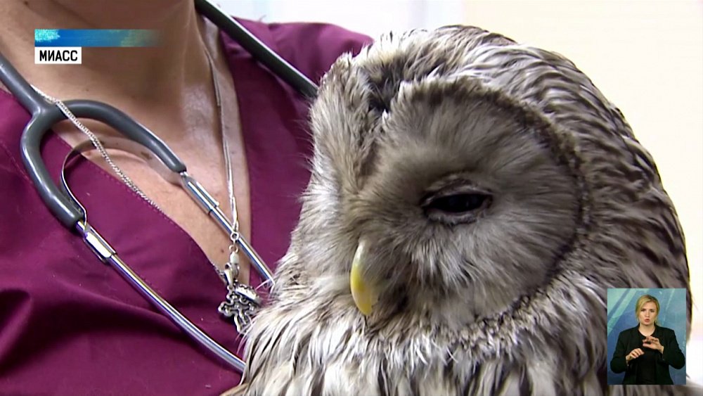 В ветеринарной клинике Миасса живет сова 