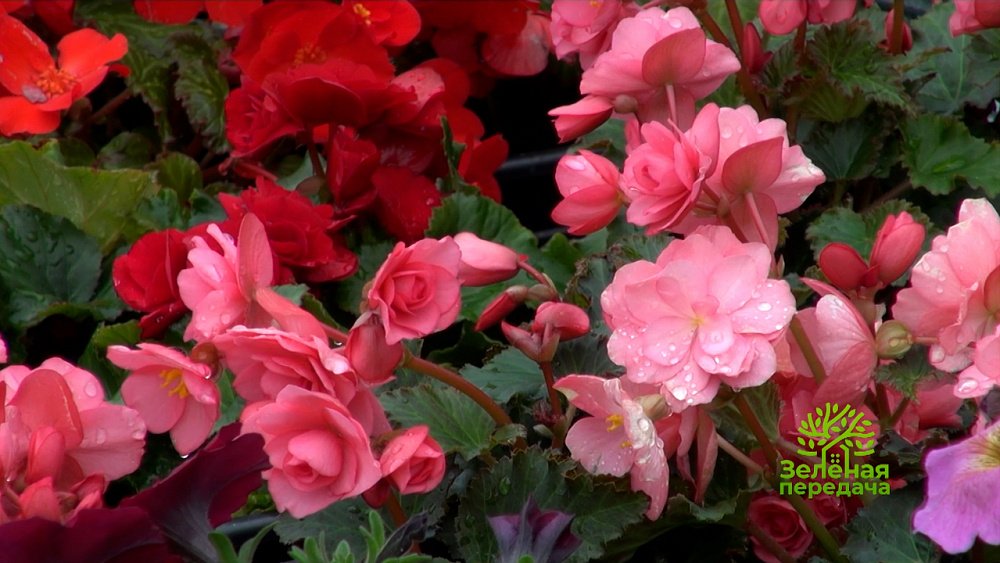 Зеленая передача 21.07.2022