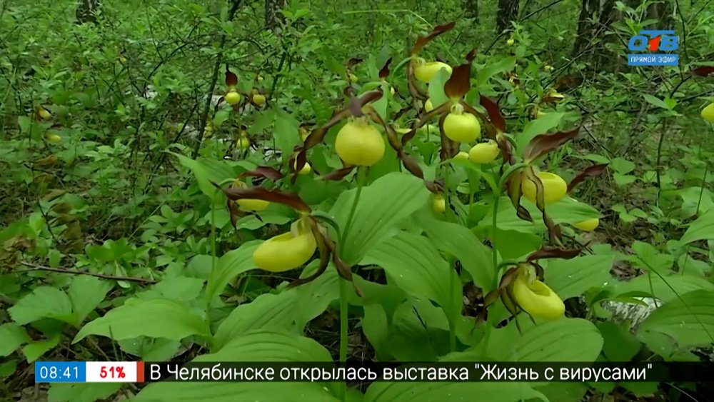 Лесные орхидеи в рубрике «Руки садовода»